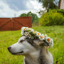 Eco-Friendly Pet Care: Simple Changes to Reduce Your Pet's Carbon Paw-Print