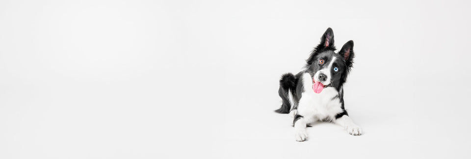 White & Black Dog