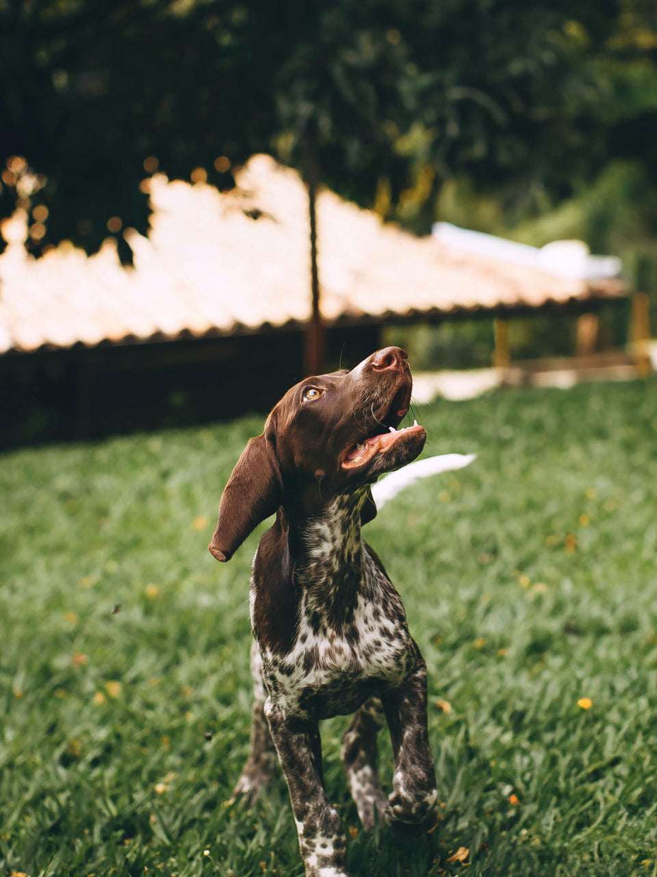 Dog in Garden