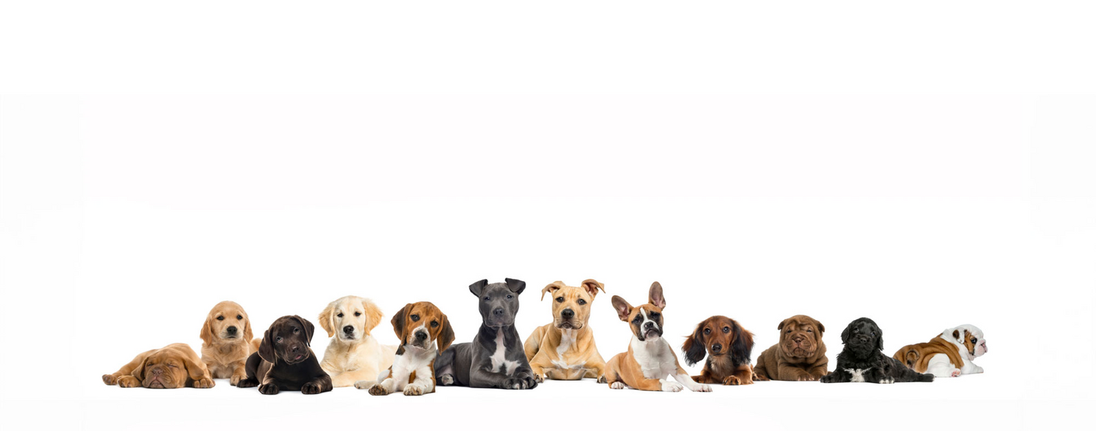 Dogs