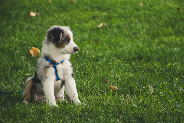 How to Create an Eco-Friendly Pet Routine: Daily Habits That Make a Difference